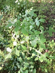Lactuca floridana