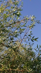 Salix acmophylla