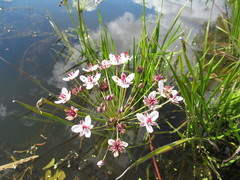 Butomus umbellatus