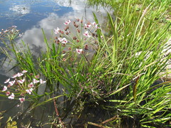 Butomus umbellatus