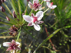 Butomus umbellatus