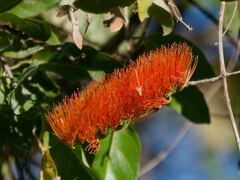 Combretum farinosum image