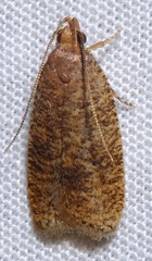 Psilocorsis reflexella