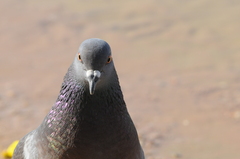 Columba livia