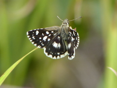 Ernsta dromus