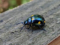 Labidomera suturella