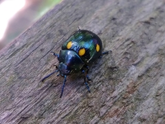 Labidomera suturella