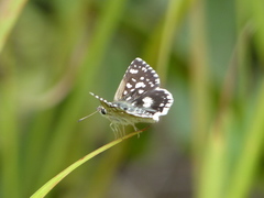 Ernsta dromus