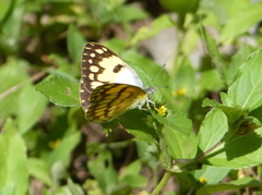 Colotis vesta