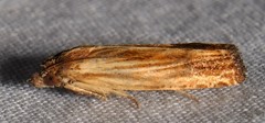 Eucosma umbrastriana