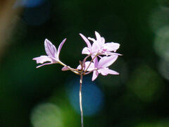 Laelia rubescens image