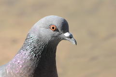 Columba livia