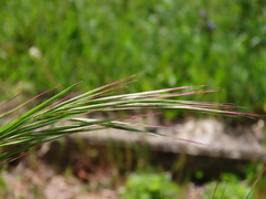 Bromus sterilis