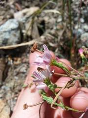 Malacothrix floccifera