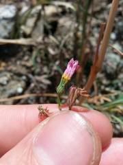 Malacothrix floccifera