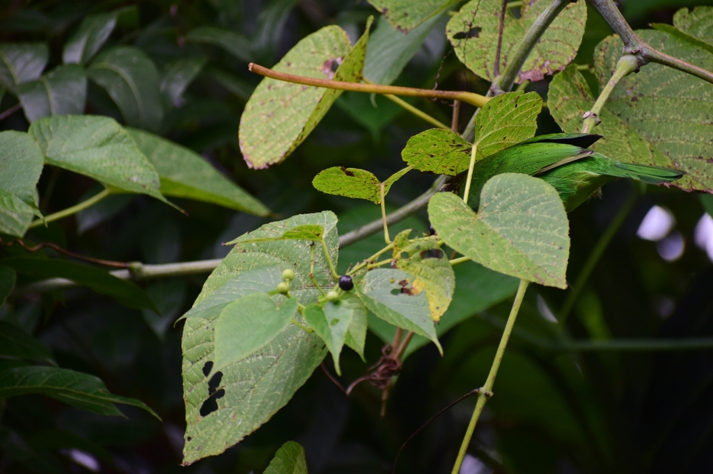 Cissus latifolia