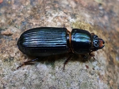 Odontotaenius