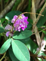 Grona heterocarpos strigosa