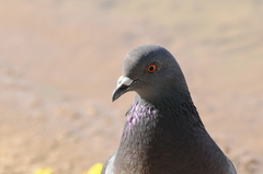 Columba livia