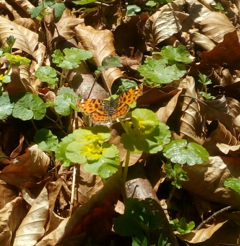 Šumska riđa (Araschnia levana)