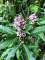 Floscopa scandens