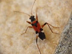 Beosus quadripunctatus
