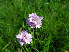 Armeria maritima sibirica