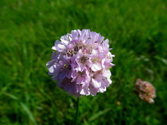 Armeria maritima sibirica
