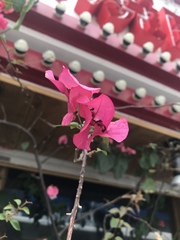 Bougainvillea