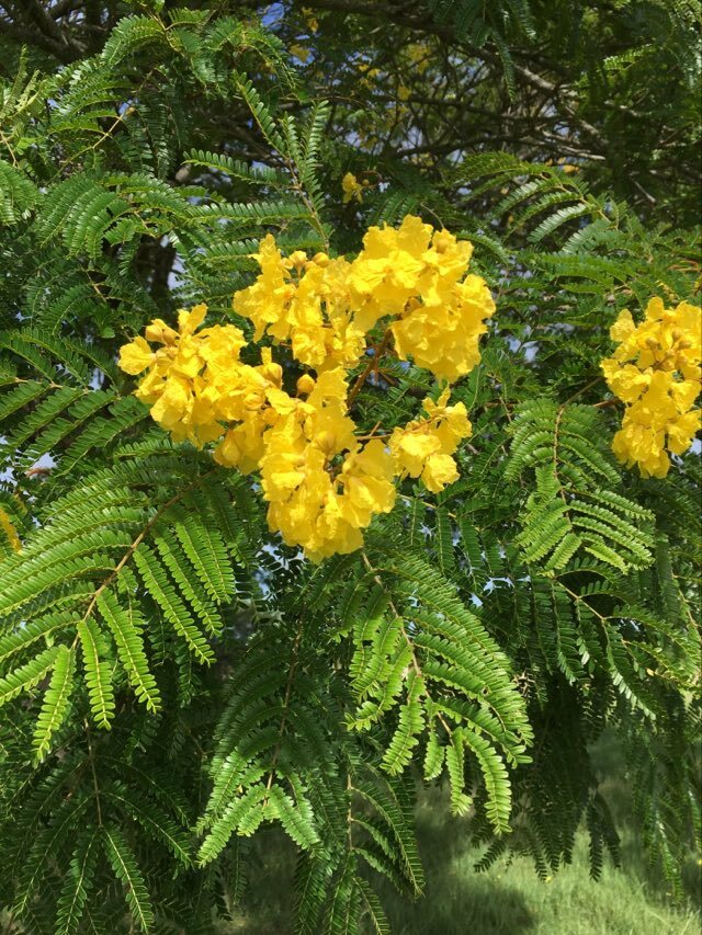 Imagem de Ipê-amarelo