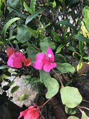 Bougainvillea