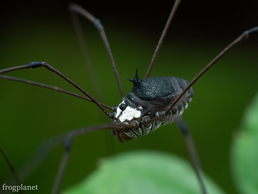 Marthana furcata