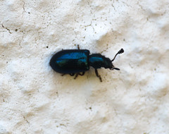 Necrobia violacea