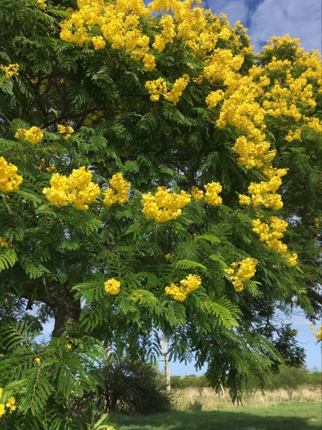 Imagem de Ipê-amarelo