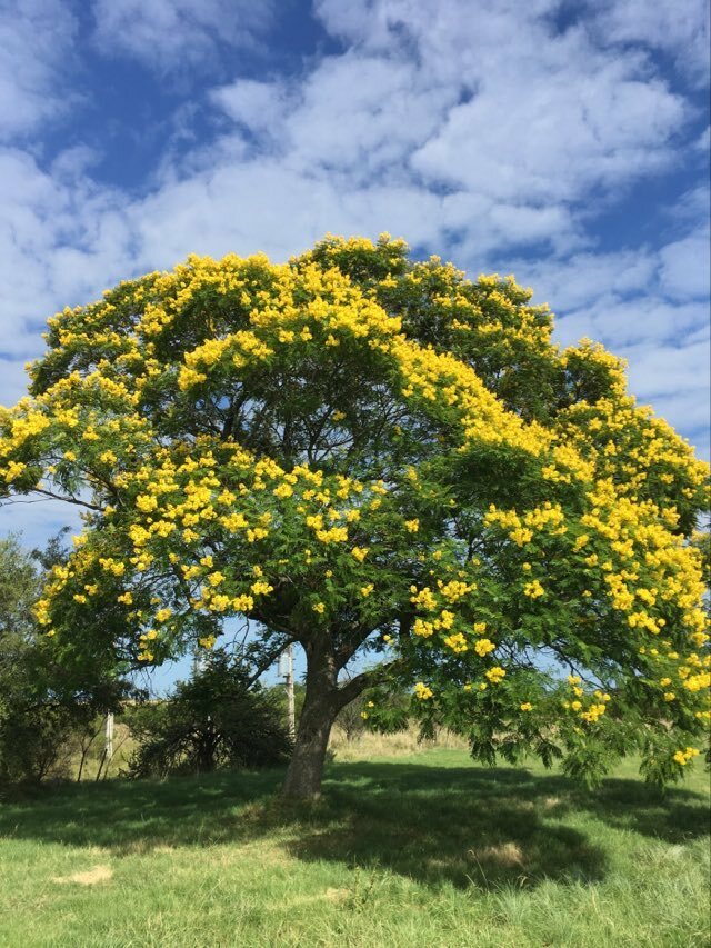 Imagem de Ipê-amarelo