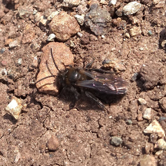 Andrena pilipes