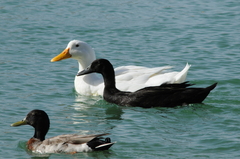 Anas platyrhynchos domesticus