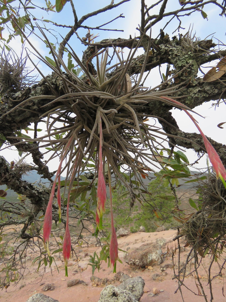 Tillandsia tortilis