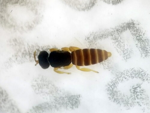 Mantibaria seefelderiana