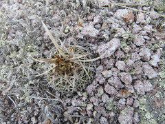 Echinofossulocactus lloydii