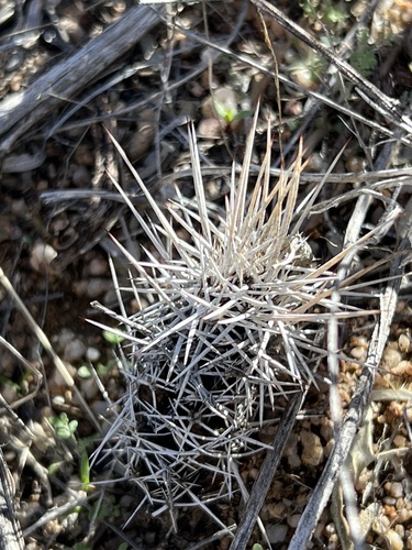 Echinocereus fendleri