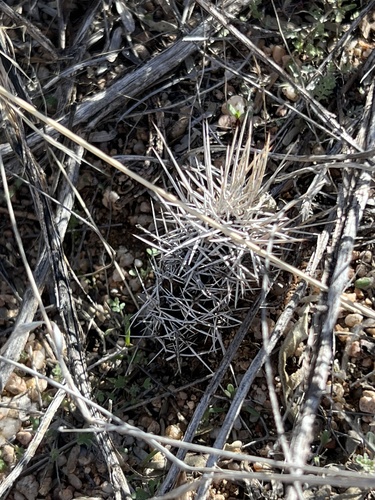 Echinocereus fendleri