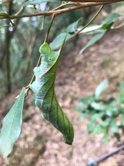 Marumba cristata bukaiana