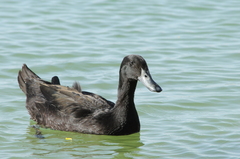Anas platyrhynchos domesticus