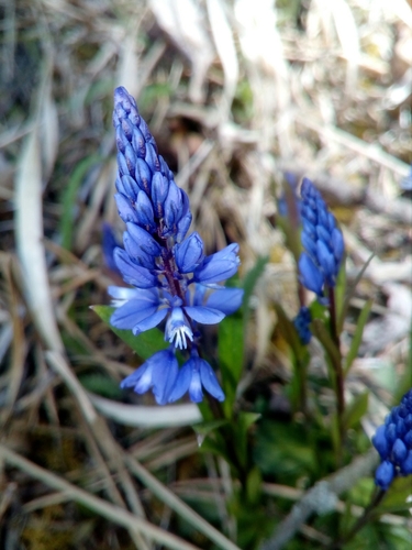 Obični krestušac (Polygala vulgaris)