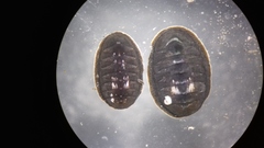 Chitonidae