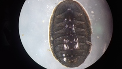 Chitonidae