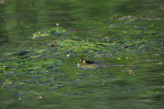 Pelophylax bedriagae
