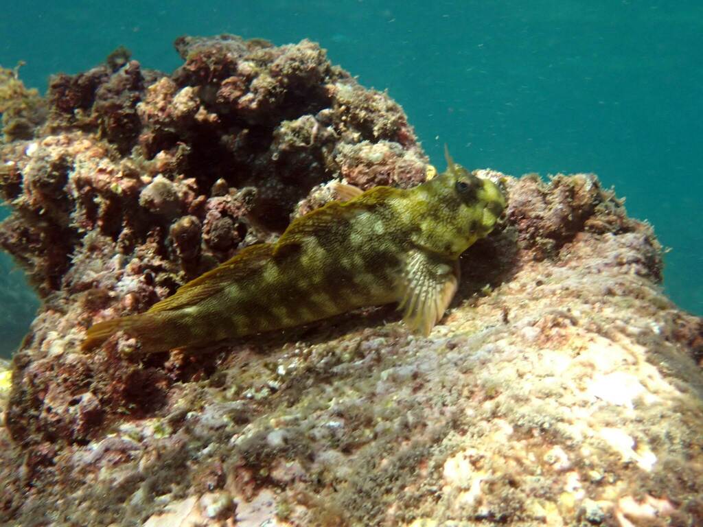 Vermiculated rockskipper (Entomacrodus vermiculatus) — Blenniidae