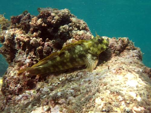Worm-rotsslijmvis (Entomacrodus vermiculatus) — Blenniidae